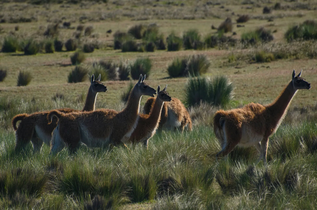 Alpacas in the field.