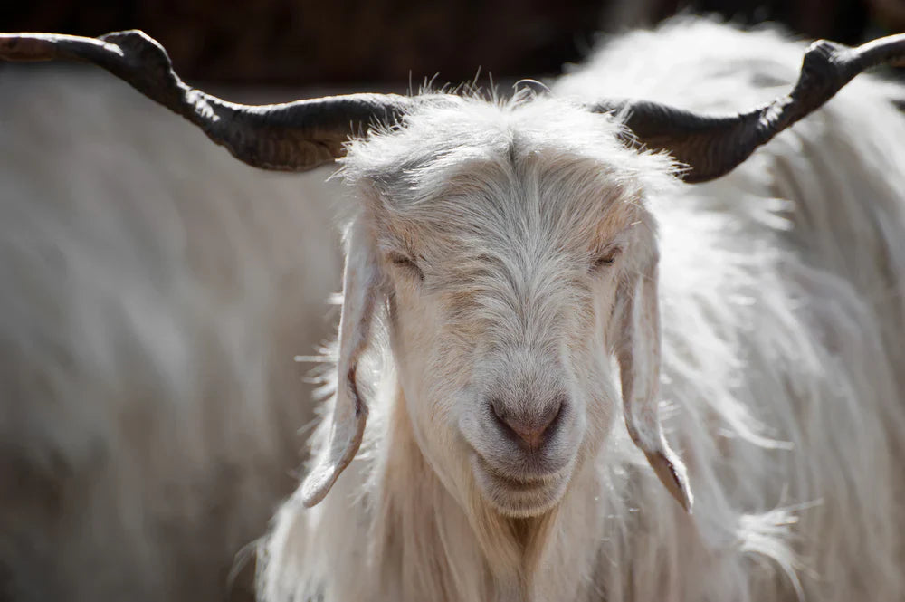 Photo of cashmere goat.