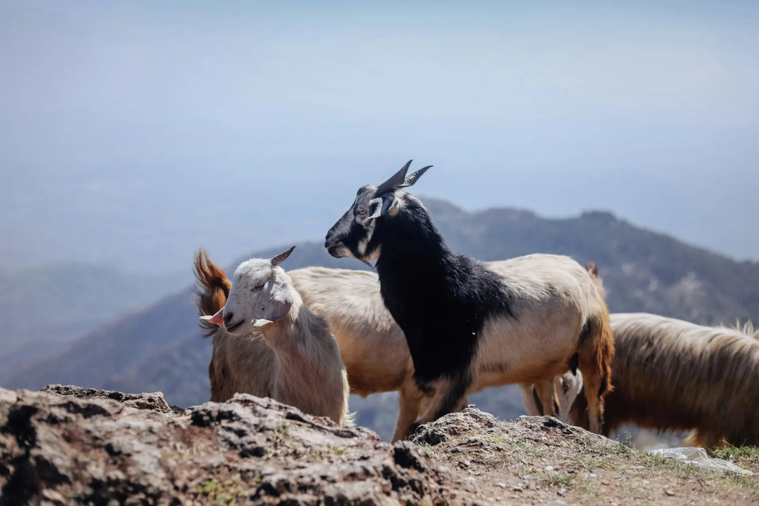 Cashmere goats in the mountains.