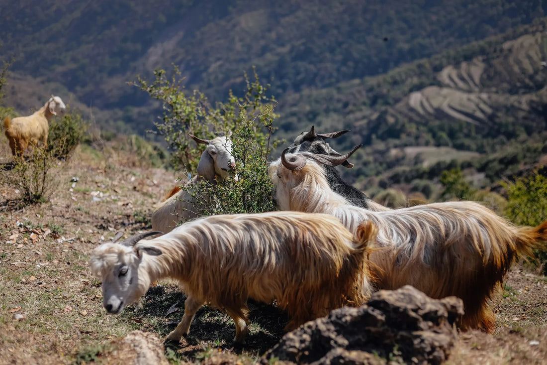 Cashmere goats in the mountains beside a tree.