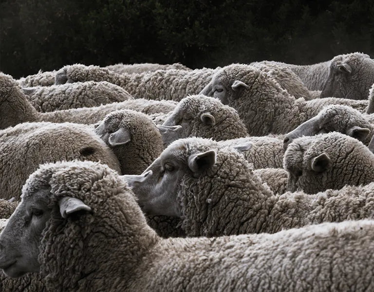Close-up look of sheeps together standing.
