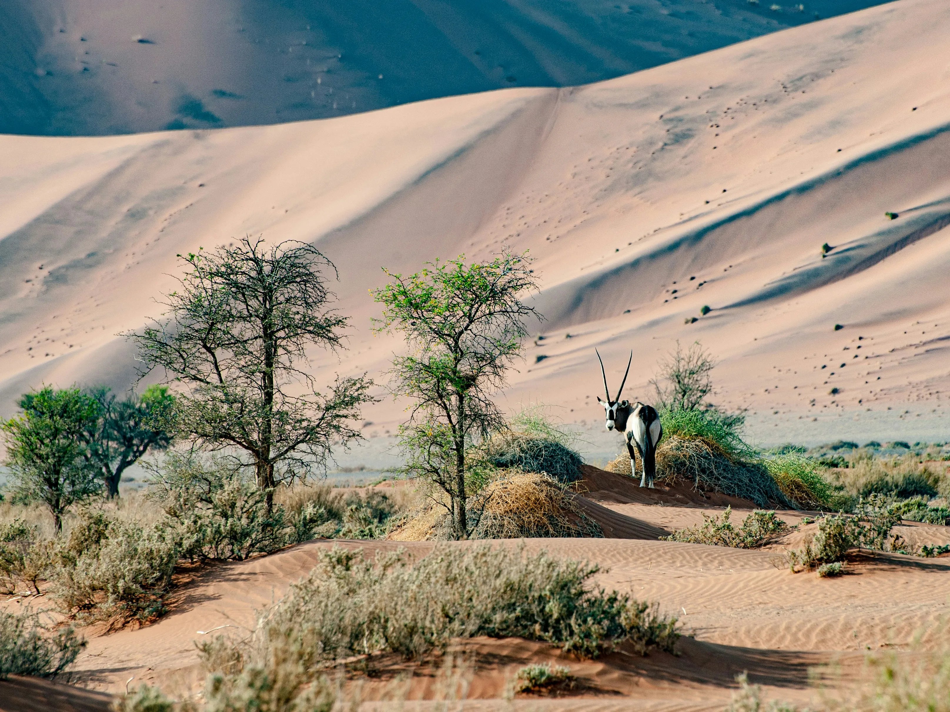 Wild onyx in sahara desert.