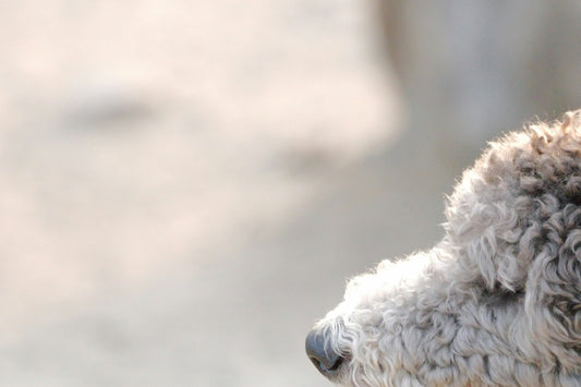 Wool_Sheep_Bouclé_Pet_Bed