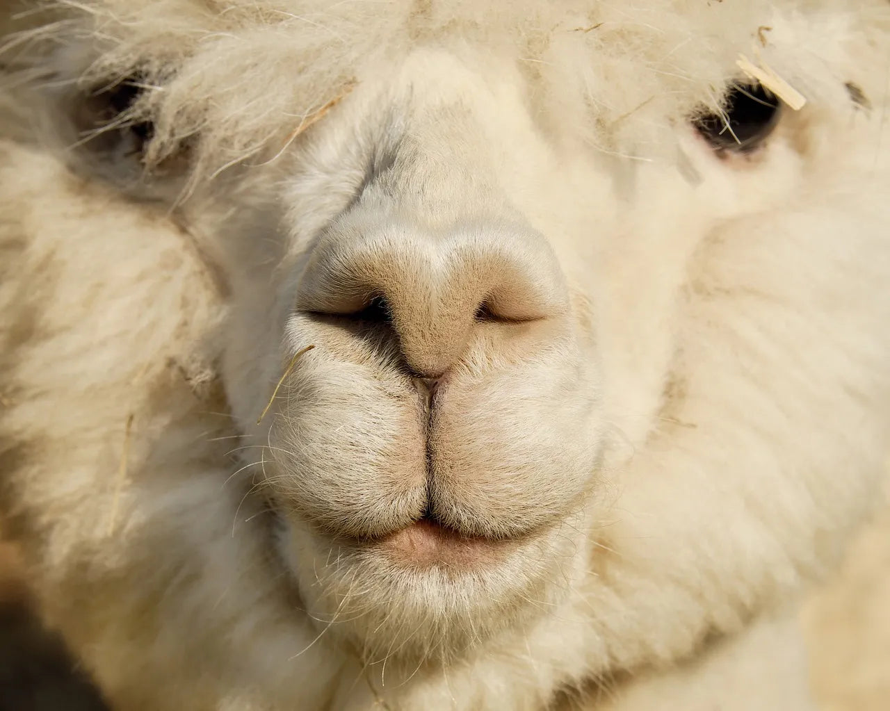 Close-up of alpaca face.