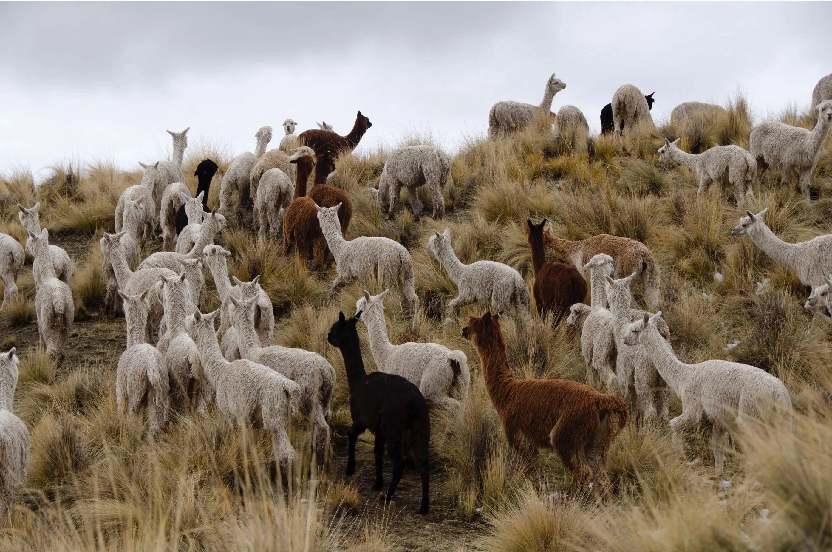Photo showing alpacas in various colours in the field.