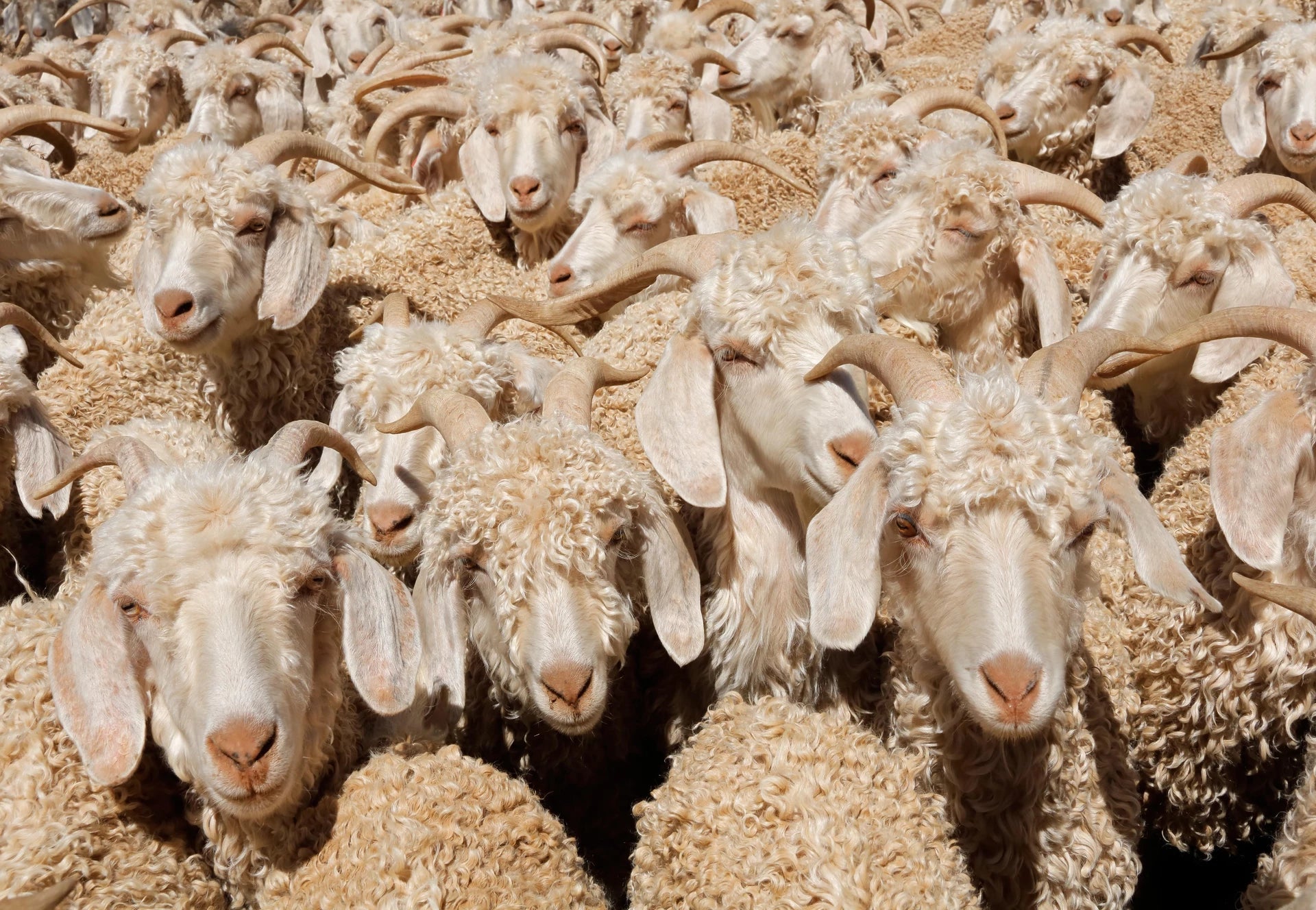 Photo of cashmere goats.