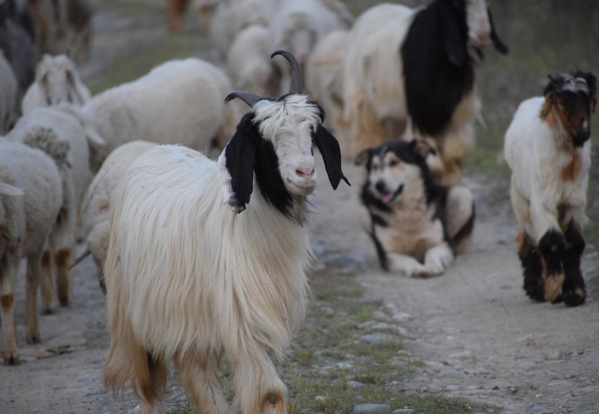 Photo of cashmere goats and dog in the background.