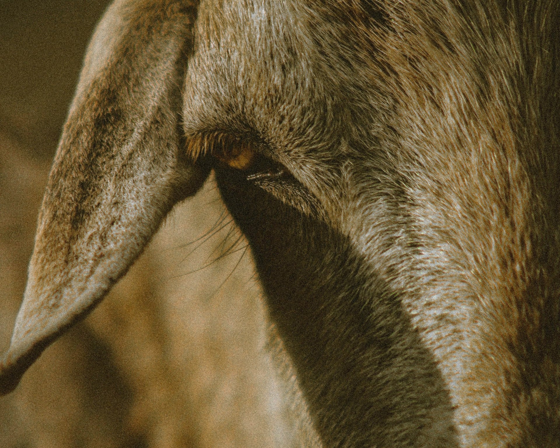Close-up of a donkey's face with a blurred background