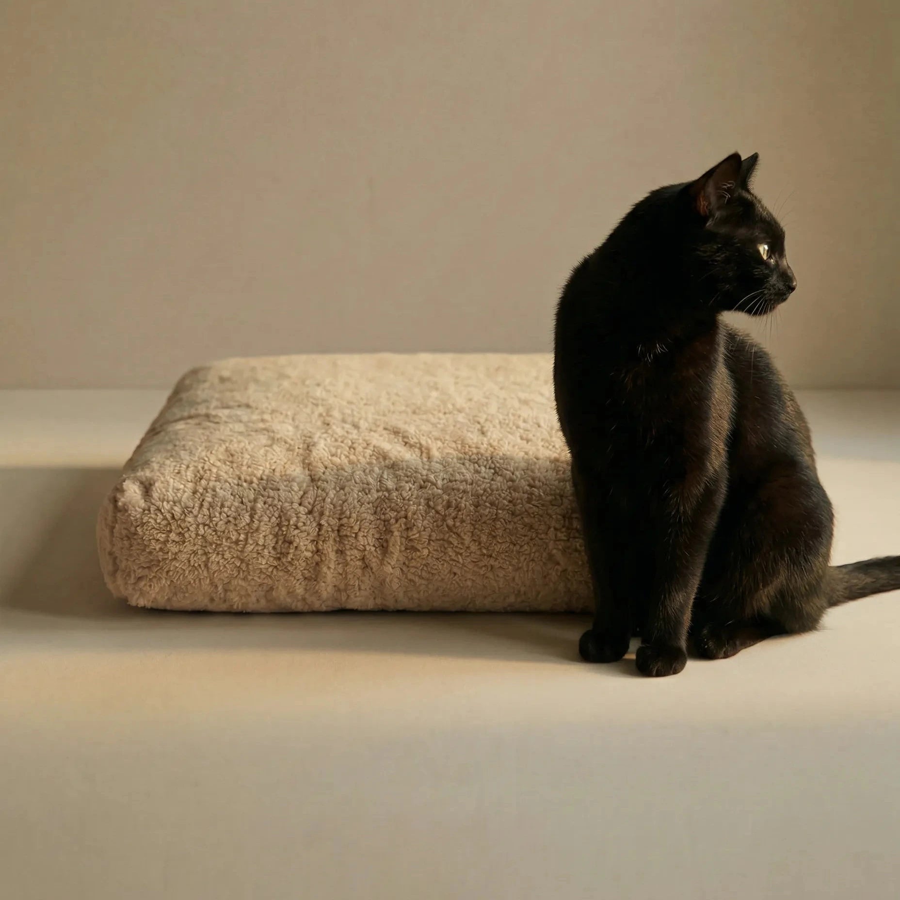 Black cat sitting beside a 'Wool Lounge Boucle Pet Bed' against a beige background.