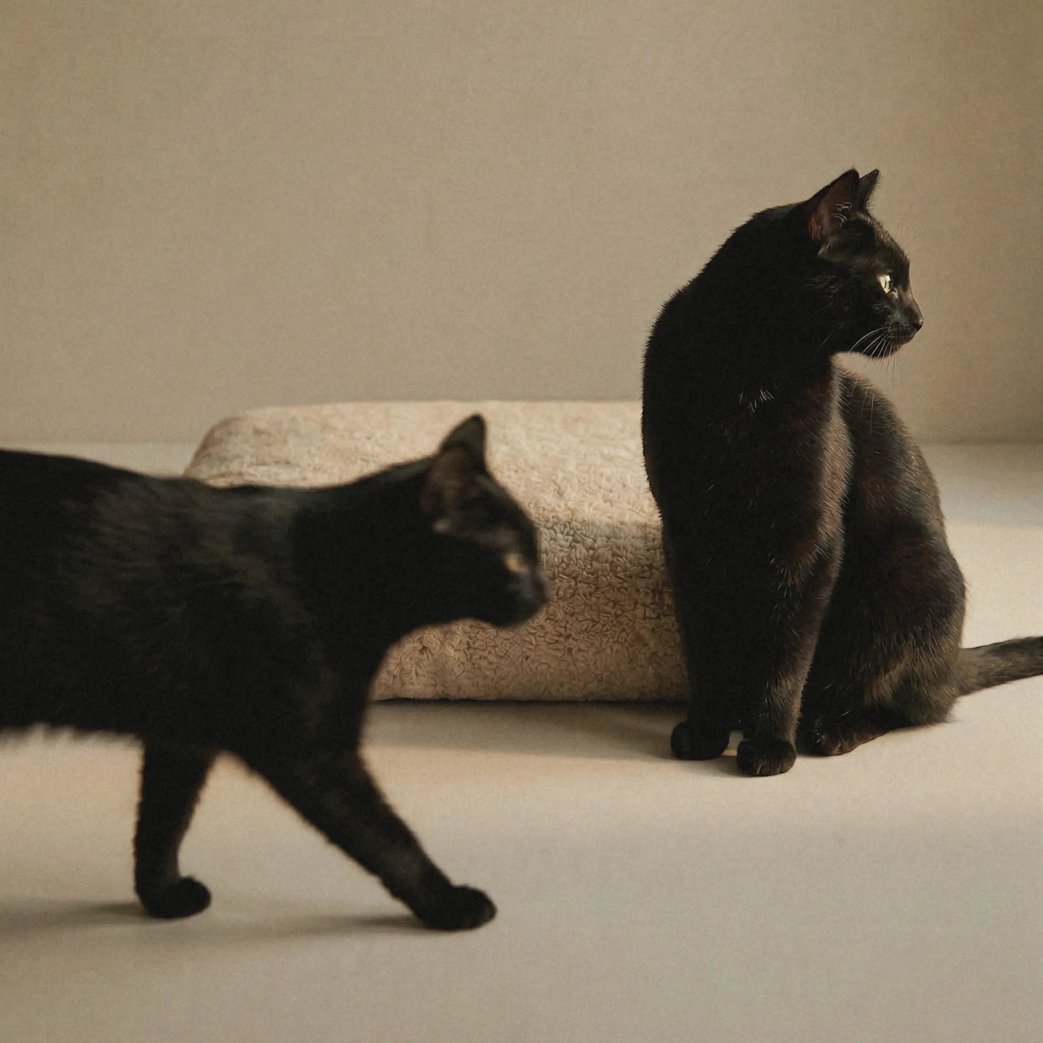 Two black cats in a minimalist studio setting with a warm beige background and a textured cream pet bed. One cat is walking in the foreground, while the other sits behind the cushion looking to the side.