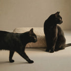Two black cats in a minimalist studio setting with a warm beige background and a textured cream pet bed. One cat is walking in the foreground, while the other sits behind the cushion looking to the side.