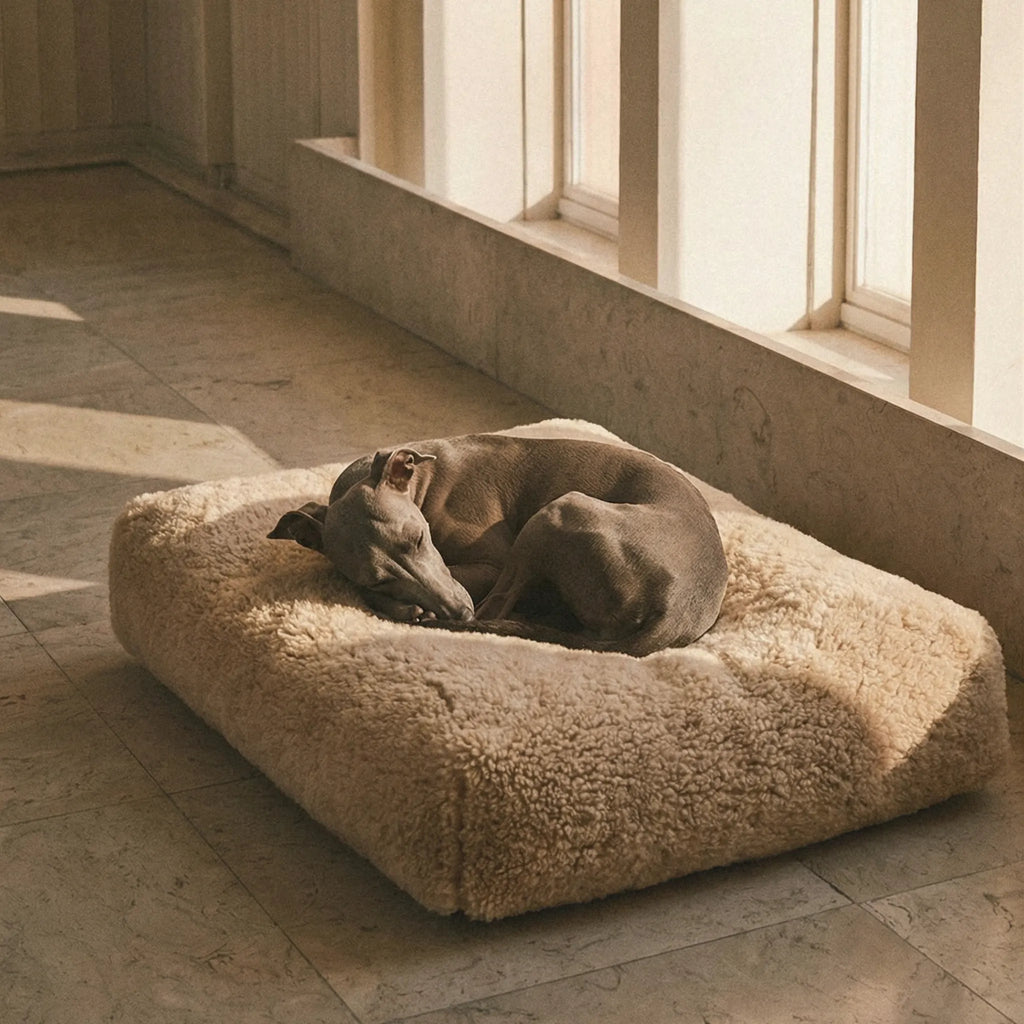 A gray dog curled up sleeping on a cream-colored pet bed placed on a tiled floor next to a sunlit window.